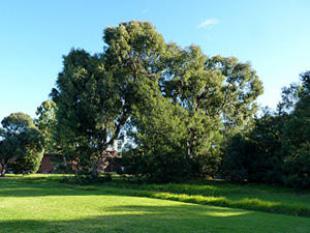 Highett Grassy Woodlands