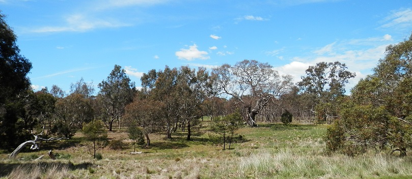 Future directions for native vegetation in Victoria