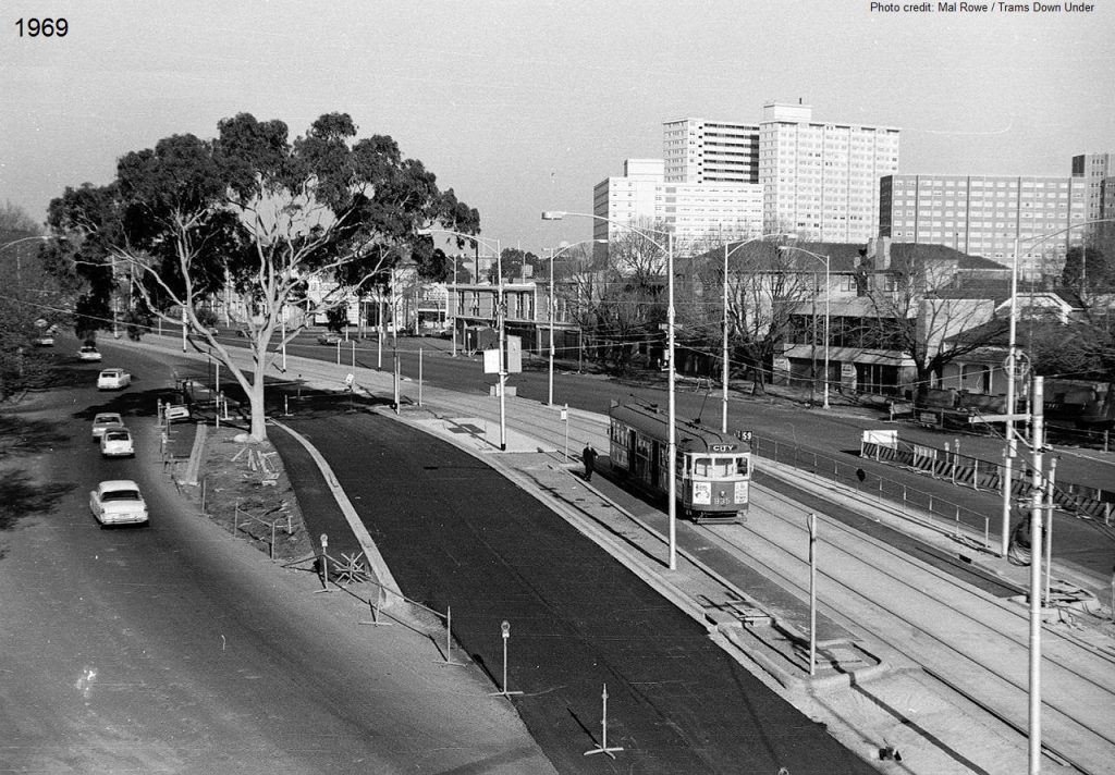 Lemon-scented Gum on Flemington Road to face chainsaw on 25 June
