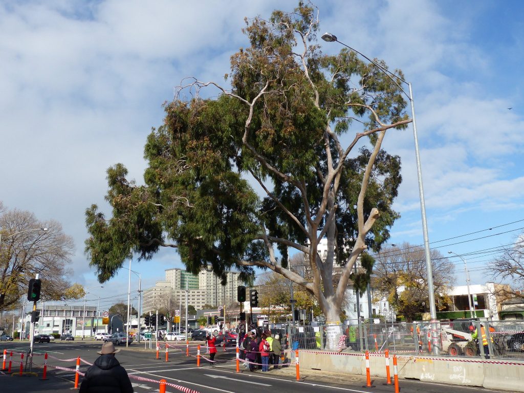 Update: Flemington Road gum tree still standing, but for how long?