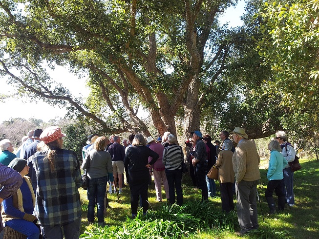 Smiths_Cork oak_AL