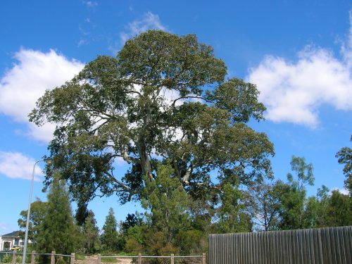 Support for River Red Gum tree protection in Whittlesea