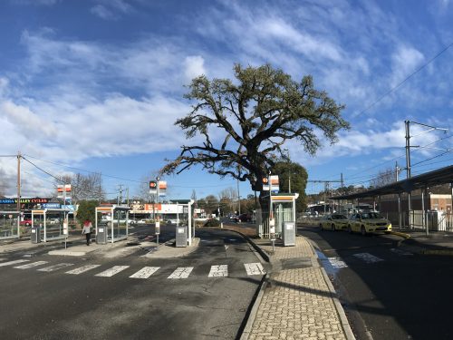 Lilydale Station Cork Oak removal