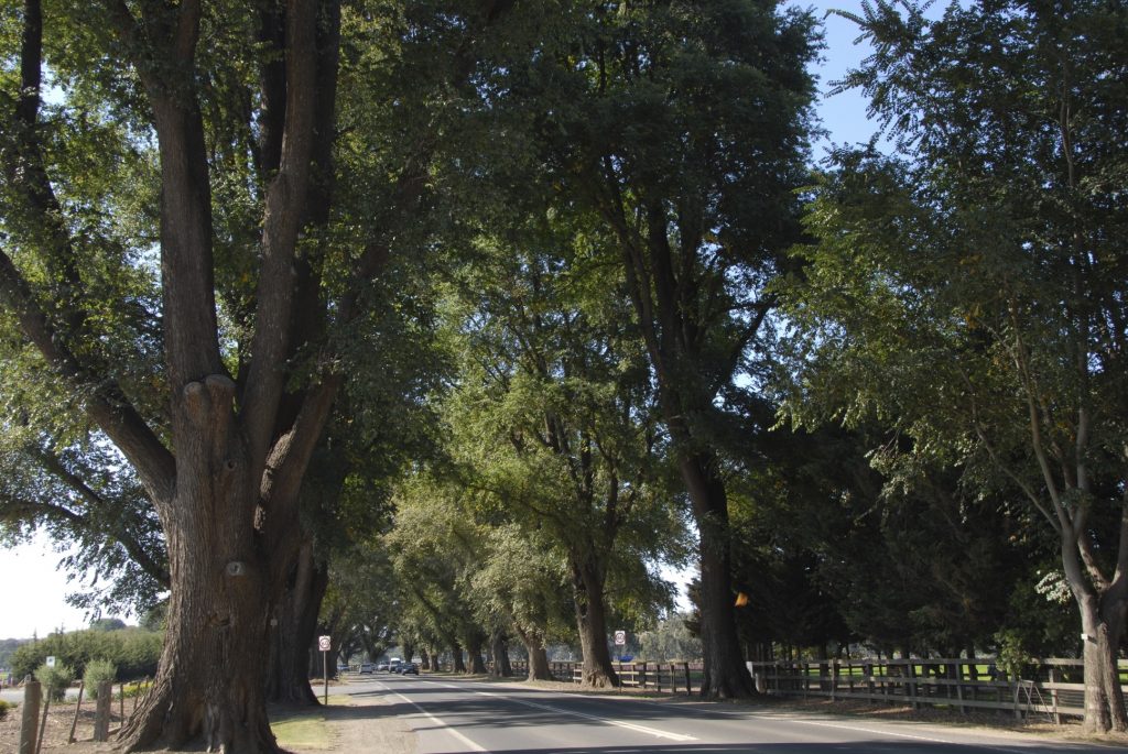 Regional Roads Victoria propose bypass through Bacchus Marsh Avenue of Honour