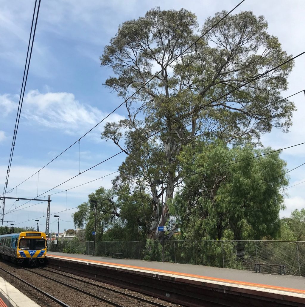 National Trust Opposes Removal of Trees at Newmarket Station