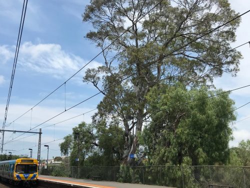 National Trust Opposes Removal of Trees at Newmarket Station